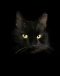 Bird, a digital painting of a black cat with golden eyes