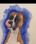 Pet portrait of a boxer dog
