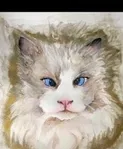 Pet portrait of a fluffy white cat