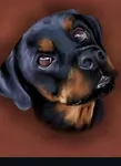 Pet portrait of a rottweiler