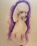 Taylor, a watercolour portrait of a white poodle